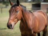 découvrez comment identifier les signes de stress chez un cheval pour mieux comprendre et prendre soin de son bien-être.