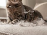 découvrez les raisons courantes de la perte excessive de poils chez le chat et apprenez comment aider votre compagnon à rester en bonne santé.