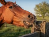 découvrez les raisons pour lesquelles un cheval peut mordre, les comportements à observer et les solutions pour prévenir ce geste afin d'assurer une relation harmonieuse avec votre animal.