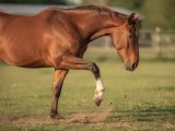 découvrez les raisons pour lesquelles un cheval tape du pied, un comportement souvent lié à l'expression de son humeur, son impatience ou un besoin de communication.
