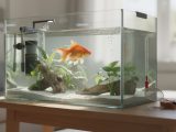 Comment bien s’occuper d’un poisson rouge ?