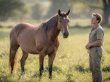 découvrez comment interpréter le langage corporel d’un cheval pour mieux comprendre ses émotions et renforcer votre relation avec lui.