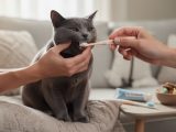 découvrez nos conseils pratiques pour prendre soin des dents de votre chat et préserver sa santé bucco-dentaire au quotidien.