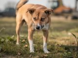 découvrez comment identifier les signes de stress chez un chien pour mieux comprendre son comportement et lui offrir le soutien dont il a besoin.