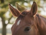 découvrez pourquoi les oreilles du cheval bougent autant, leur rôle dans la communication et la perception de leur environnement.