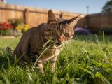 découvrez pourquoi votre chat mange de l'herbe, les raisons possibles et ce que cela signifie pour sa santé.