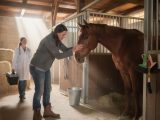Quand appeler le vétérinaire pour un cheval ?
