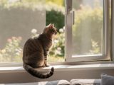 Comment empêcher un chat de tomber d’une fenêtre ?