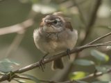 Comment reconnaître un oiseau stressé ?
