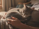 Pourquoi mon chat dort-il sur moi ?
