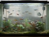 Pourquoi un aquarium devient-il trouble ?