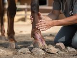 Pourquoi un cheval boite-t-il ?