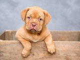Votre chien s’ennuie-t-il ? 7 signes qui devraient vous mettre la puce à l’oreille