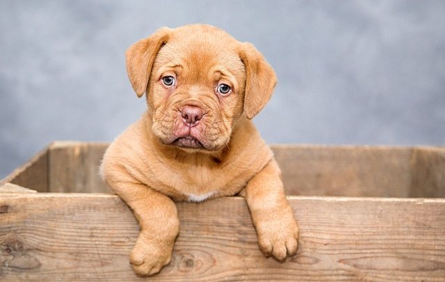 Votre chien s’ennuie-t-il ? 7 signes qui devraient vous mettre la puce à l’oreille