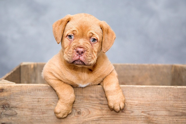 Votre chien s’ennuie-t-il ? 7 signes qui devraient vous mettre la puce à l’oreille