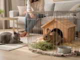 Comment faire cohabiter un chat avec un lapin ?