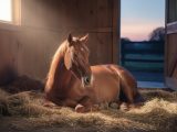 Combien de temps dort un cheval ?