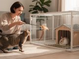 Comment éviter qu’un chat chasse les petits animaux de la maison ?