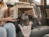 Comment transporter un chat sans stress ?