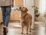 Pourquoi mon chien suit-il son maître partout ?