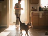 Pourquoi un chat suit-il son humain partout dans la maison ?
