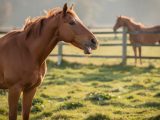 Pourquoi un cheval hennit-il ?